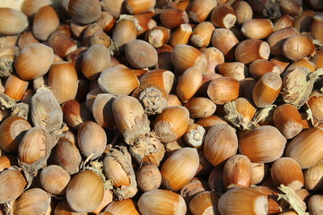 Hazelnuts background