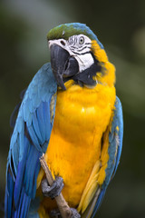 Portrait of blue-and-yellow macaw (Ara ararauna)