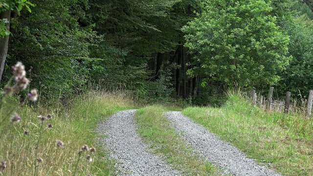 Forest footage background