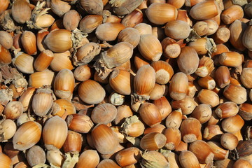 Hazelnuts background
