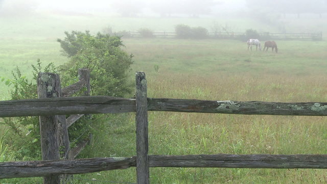 Looking over a split rail fence to horses on a foggy meadow