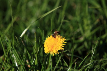 Biene auf einer Blüte