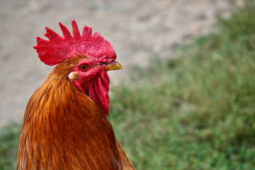 Close-up shot of a big cock head in a village
