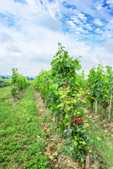 Fototapeta na wymiar vineyard in a countryside