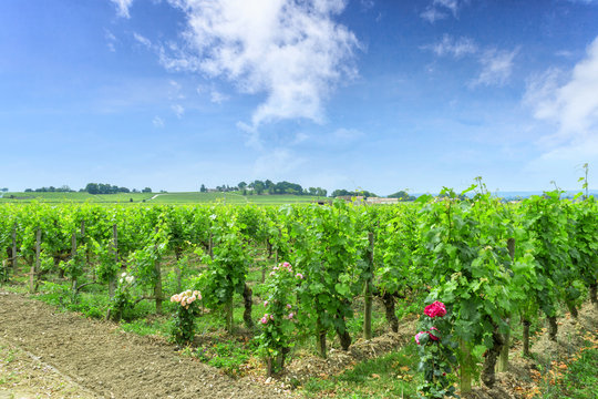 vineyard in a countryside