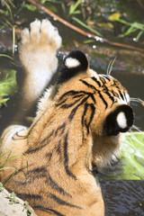 Portrait of male wild tiger playing in the water