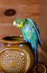 Green Budgerigar (domestic budgie) on vase