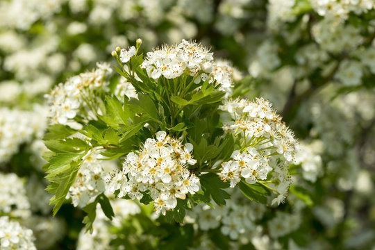 Blooming hawthorn Bush .