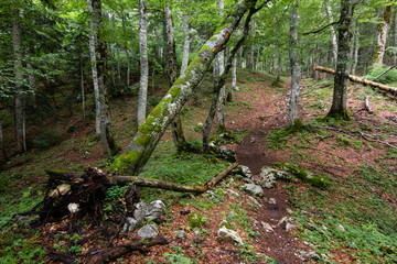 path in green pinetrees forest