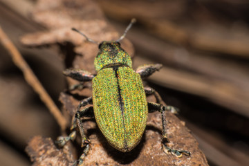 Hypomeces squamosus (Green weevil),