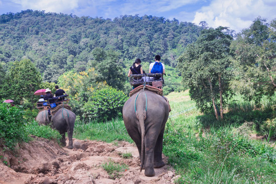 Group tourists to ride on an elephant in forest Chiang mai, Thailand
