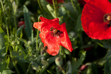 Abeille sur coquelicot
