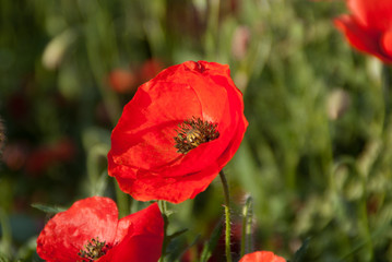 Un coquelicot