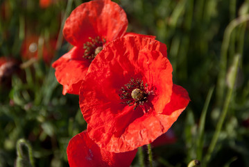 Gros plans coquelicots