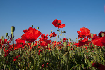 Naklejka premium coquelicots sur ciel bleu