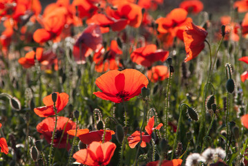 Coquelicots 