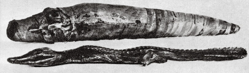 Obraz premium Wrapped and unwrapped crocodile mummy (Ancient Egypt)