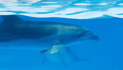 Fototapeta premium dolphin in water