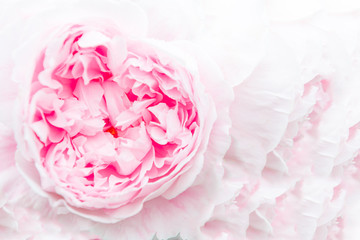 Closeup of a beautiful pink peony on a pink background