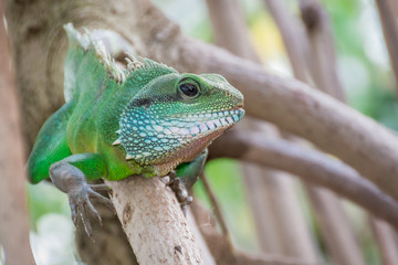 Naklejka na ściany i meble Green Iguana climbing on branch