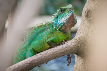 Green Iguana on branch