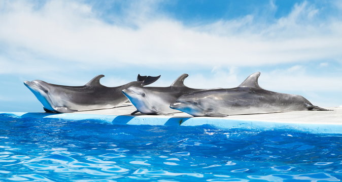 dolphins in the pool