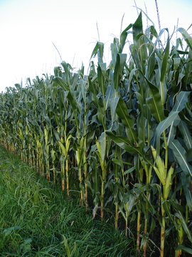 Cornfield
