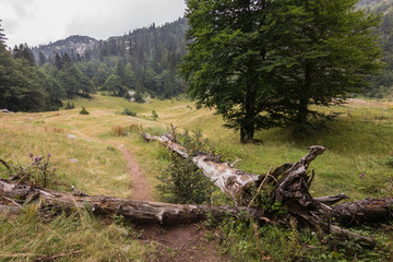 misty landscape in mountains of Dinaric Alps in Durmitor National Park in rainy day