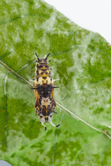 Pupa of little Banded Yeoman butterfly