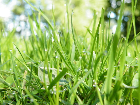 Blades of gras