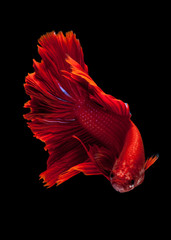 Obraz na płótnie Canvas Red siamese fighting fish