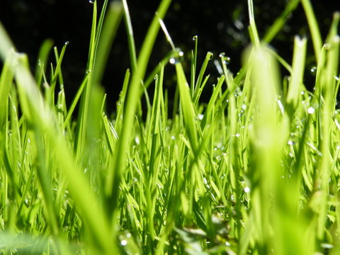 Blades of gras