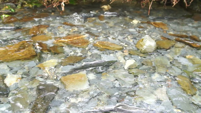 Spawning Fish Wild Salmon Swim Stream River Mating Swimming