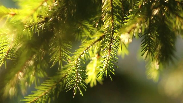 Close up of Pine or Fir tree branches moving on wind. Sunlight through needles. Full hd video footage of real beautiful green prickly branches at sunset time. Charming natural background.