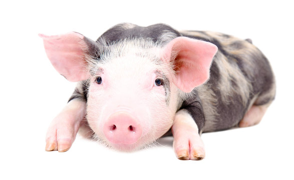 Portrait of the little pig