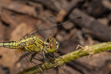 Close up dragonfly perched on ground