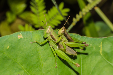 A mating pair of green grasshopper on leaf