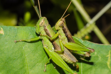 A mating pair of green grasshopper on leaf