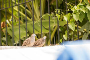 two dove stand on fence