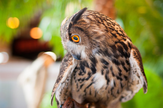 Eagle owl with orange eyes looking sideways