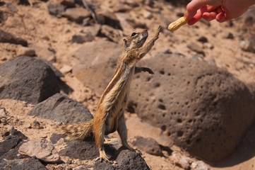 Chipmunk missing nut