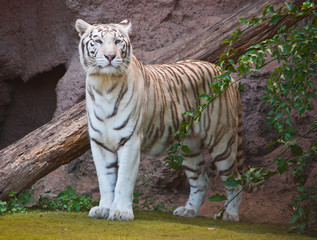 White Tiger