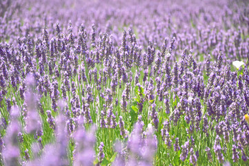 Obraz premium Lavender