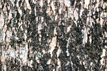 grunge wall background