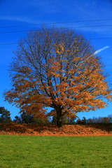 Obraz premium Zmiana pór roku