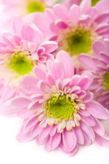 Close up view of the pink daisy on white