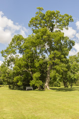 Großer Baum im Park Fuglsang