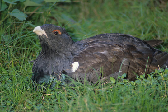 gallo cedrone