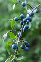 Prunus spinosa