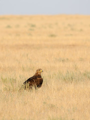 Steppe eagle in hot steppe